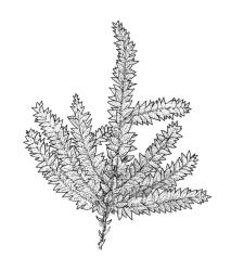 Rhynchostegium tenuifolium,  habit of sterile plant. Drawn from A.J. Fife 9460, CHR 468066.
 Image: R.C. Wagstaff © Landcare Research 2019 CC BY 3.0 NZ